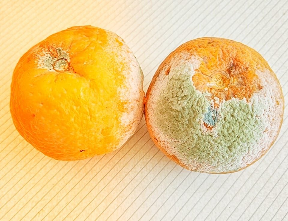 Tipps, um frische Orangen zu konservieren um ihren Geschmack und Eigenschaften zu genießen