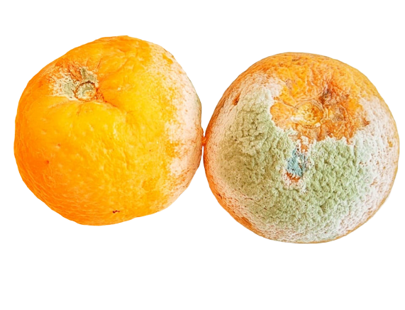 tipp orangen
